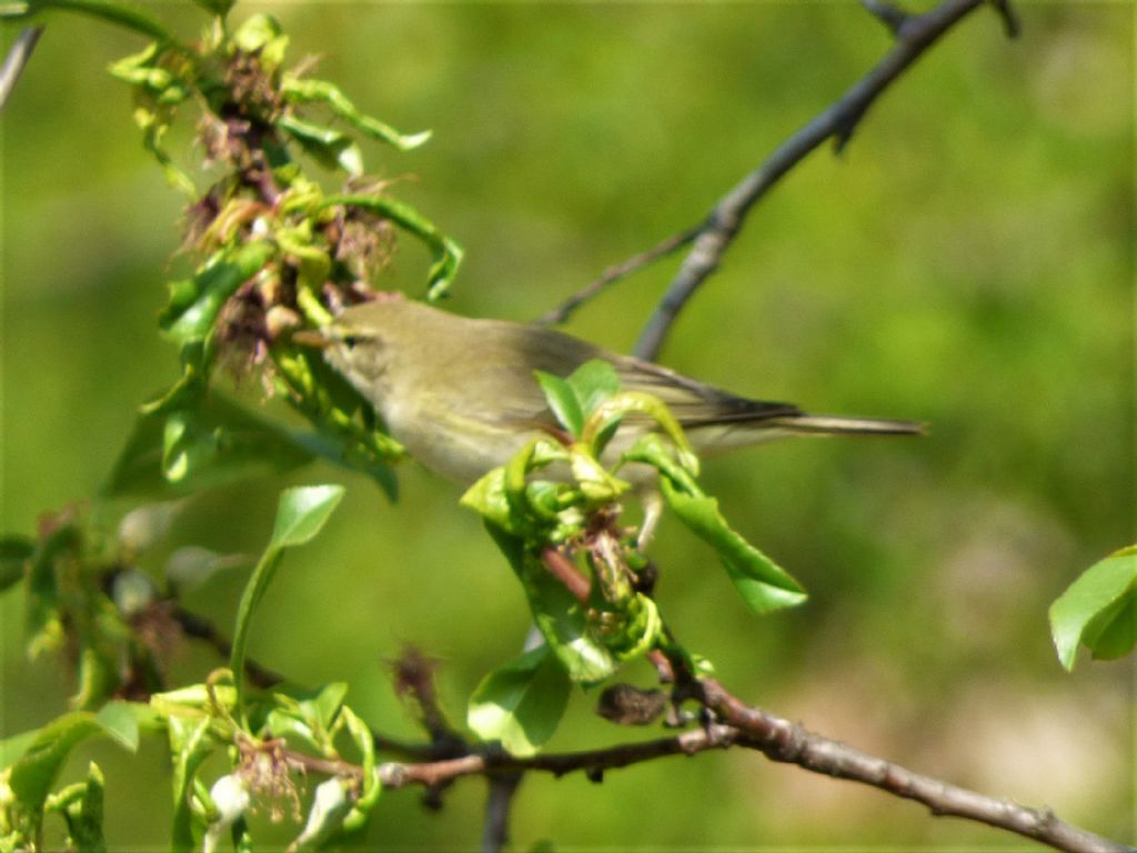 Lu grosso (Phylloscopus trochilus)